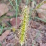 Setaria parviflora ഫലം