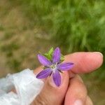 Triodanis perfoliataFlower