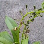 Dendrobium muricatum Fleur