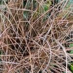 Carex comans Folha