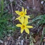 Narcissus assoanus Flower