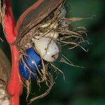Heliconia pendula फल