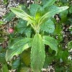 Epilobium parviflorumFeuille