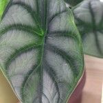 Alocasia baginda Лист