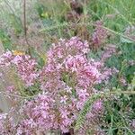 Limonium insigne Flor