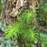 Mayaca fluviatilis Leaf