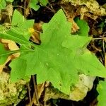 Lactuca muralis Leaf