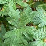 Geranium × oxonianumLapas