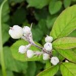 Rubus ulmifolius Autre