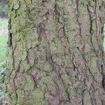 Picea wilsonii Corteccia