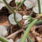 Eriogonum deflexum Flower