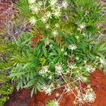 Myodocarpus fraxinifolius Hábito