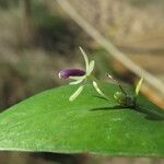 Ruscus hypoglossum Kvet