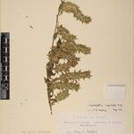 Lepidagathis cuspidata Otro