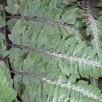 Athyrium niponicum Hoja