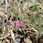 Chorizanthe membranacea Habitat