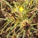 Carlina racemosa Fiore