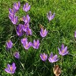 Crocus nudiflorusЛист