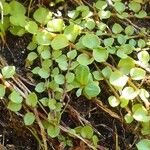 Lysimachia tenella Hoja