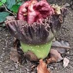 Amorphophallus paeoniifolius Flor