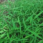 Leersia virginica Habit