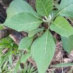 Gymnanthemum amygdalinum Leaf