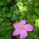 Dissotis rotundifolia Цвят