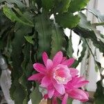 Disocactus phyllanthoides Blatt