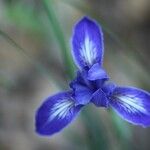 Iris macrosiphon Fiore