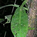 Philodendron ligulatum Leaf