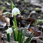 Leucojum vernum Yeri