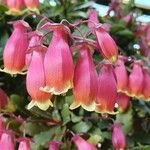 Kalanchoe miniata Flower