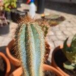 Pilosocereus pachycladus ഇല