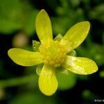 Ranunculus gormanii Flower