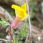 Chamaecytisus spinescens