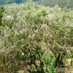 Juniperus flaccida Natur