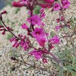 Penstemon parryi Flower