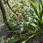 Angophora costata ᱥᱟᱠᱟᱢ