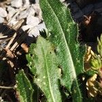 Hesperis laciniata Blad