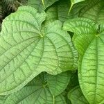 Dioscorea sansibarensis Hoja