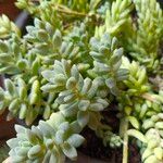 Sedum mendozae List