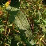 Pentanema squarrosum Leaf