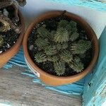 Euphorbia susannae Feuille