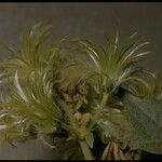 Clematis ligusticifolia Fruto