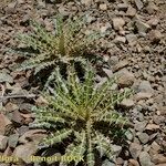 Ptilostemon dyricola Hábito