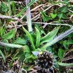 Plantago atrata Blad