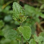 Salvia microphylla 葉