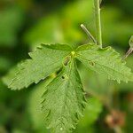 Althaea cannabinaLevél