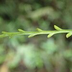 Asplenium hypomelas Leaf