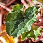 Cyclamen hederifolium Leaf